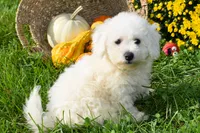  Tucker🐶, a male Bichon Frise for sale in Fresno, OH – 5 of 10