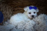 Marley ✨, a male Maltese for sale in Fresno, OH – 6 of 9