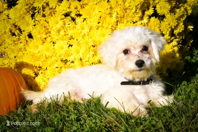 Mason 🦴 – Maltese puppy for sale in Fresno, OH