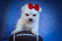 Mirella 💗, a female Maltese for sale in Fresno, OH – 1 of 10