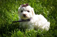 Diamond✨, a female Maltese for sale in Fresno, OH – 5 of 9