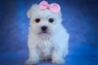 Maribel ❤️, a female Maltese for sale in Fresno, OH – 7 of 10