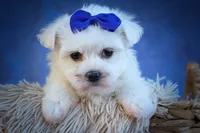 Marley ✨, a male Maltese for sale in Fresno, OH – 3 of 9