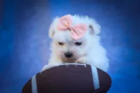 Melodie 💕 , a female Maltese for sale in Fresno, OH – 3 of 10