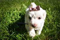 Diamond✨, a female Maltese for sale in Fresno, OH – 7 of 9