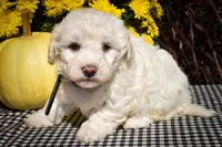 Dixie🎀, a female Maltese for sale in Fresno, OH – 8 of 9