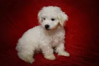  Baxter 🐶, a male Maltese for sale in Fresno, OH – 6 of 10