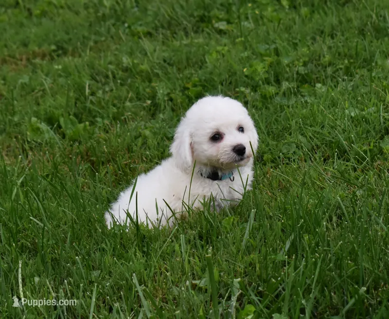 Travis  🐾🐶 – Bichon Frise puppy for sale in Fresno, OH