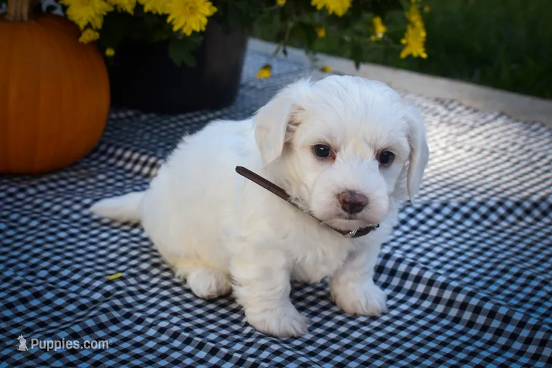 Darling💗 – Maltese puppy for sale in Fresno, OH