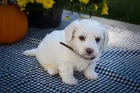 Darling💗, a female Maltese for sale in Fresno, OH – 1 of 10