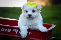  Miley 🎀, a female Maltese for sale in Fresno, OH – 2 of 10