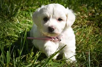 Dream 🐾, a female Maltese for sale in Fresno, OH – 3 of 10