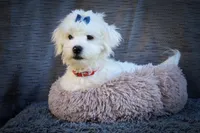  Baxter 🐶, a male Maltese for sale in Fresno, OH – 3 of 10