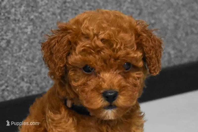  Logan🦴🐶 – Poodle - Miniature  puppy for sale in Fresno, OH