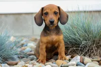 Sabrina 💝, a female Dachshund for sale in Fresno, OH – 8 of 9