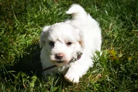 Darling💗, a female Maltese for sale in Fresno, OH – 9 of 10