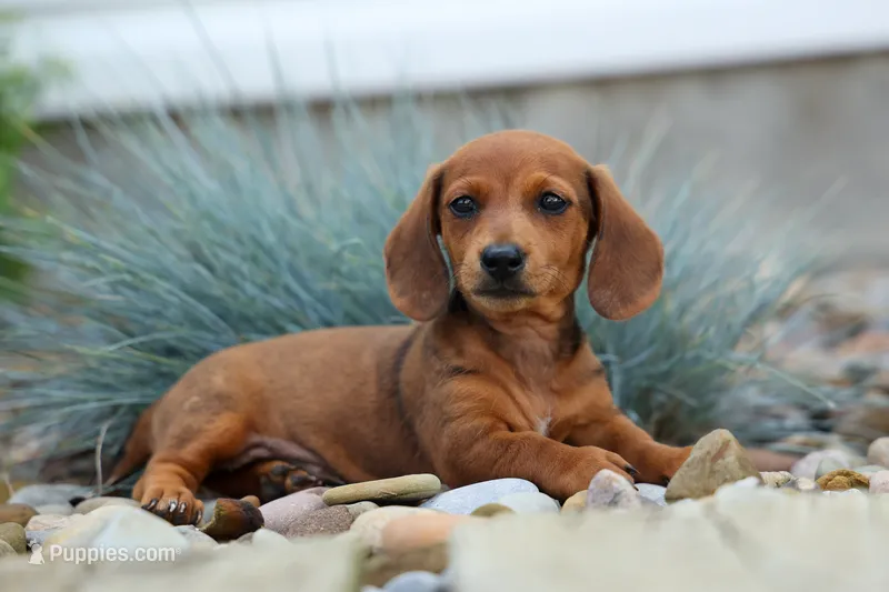 Tyson 💙 – Miniature Dachshund puppy for sale in Fresno, OH