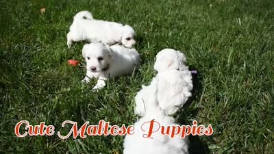 Diamond✨, a female Maltese for sale in Fresno, OH – 9 of 9