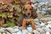 Sweet Pea 🎀, a female Dachshund for sale in Fresno, OH – 5 of 10