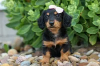 Tessa 💞, a female Miniature Dachshund for sale in Fresno, OH – 4 of 8
