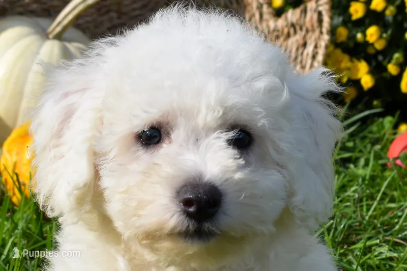  Tucker🐶 – Bichon Frise puppy for sale in Fresno, OH