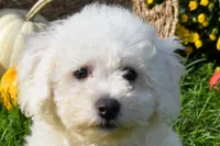  Tucker🐶, a male Bichon Frise for sale in Fresno, OH – 2 of 10