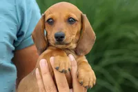 Sasha 🩷, a female Dachshund for sale in Fresno, OH – 7 of 8
