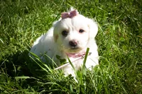 Dream 🐾, a female Maltese for sale in Fresno, OH – 5 of 10