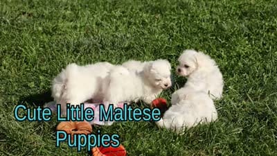 Marley ✨, a male Maltese for sale in Fresno, OH – 9 of 9