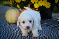 Darling💗, a female Maltese for sale in Fresno, OH – 5 of 10