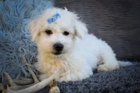   Bryson🐾  , a male Maltese for sale in Fresno, OH – 5 of 10