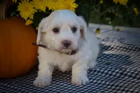 Darling💗, a female Maltese for sale in Fresno, OH – 6 of 10