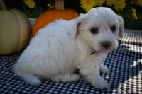 Darling💗, a female Maltese for sale in Fresno, OH – 4 of 10