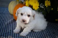 Darling💗, a female Maltese for sale in Fresno, OH – 8 of 10