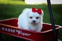Mirella 💗, a female Maltese for sale in Fresno, OH – 6 of 10