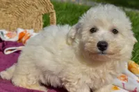  Tucker🐶, a male Bichon Frise for sale in Fresno, OH – 10 of 10
