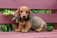 Snoopy💙, a male Dachshund for sale in Fresno, OH – 4 of 10