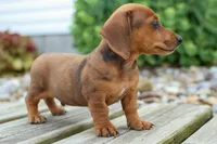 Tyson 💙, a male Miniature Dachshund for sale in Fresno, OH – 6 of 10