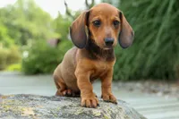 Sabrina 💝, a female Dachshund for sale in Fresno, OH – 7 of 9