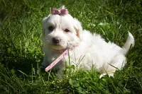 Dream 🐾, a female Maltese for sale in Fresno, OH – 8 of 10