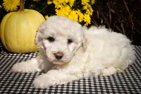 Dixie🎀, a female Maltese for sale in Fresno, OH – 2 of 9