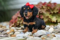 Tucker 🐶, a male Miniature Dachshund for sale in Fresno, OH – 2 of 8