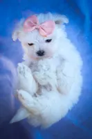 Melodie 💕 , a female Maltese for sale in Fresno, OH – 7 of 10