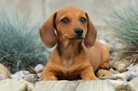 Sasha 🩷, a female Dachshund for sale in Fresno, OH – 6 of 8