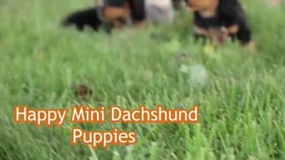 Tilly 🎀, a female Miniature Dachshund for sale in Fresno, OH – 9 of 9