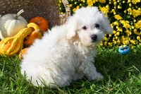   Tyler💙, a male Bichon Frise for sale in Fresno, OH – 3 of 10