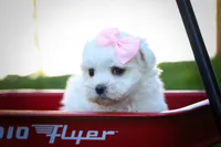 Maribel ❤️, a female Maltese for sale in Fresno, OH – 3 of 10
