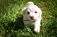 Diamond✨, a female Maltese for sale in Fresno, OH – 2 of 9