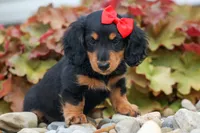 Tucker 🐶, a male Miniature Dachshund for sale in Fresno, OH – 4 of 8