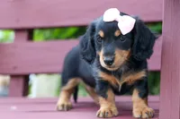 Tessa 💞, a female Miniature Dachshund for sale in Fresno, OH – 3 of 8
